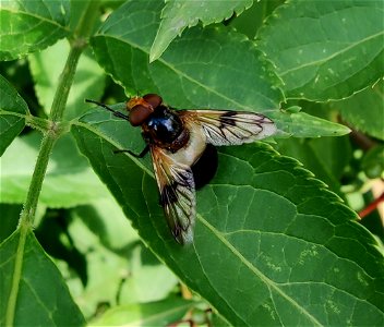 Pellucid Hover Fly (Volucella pellucens)