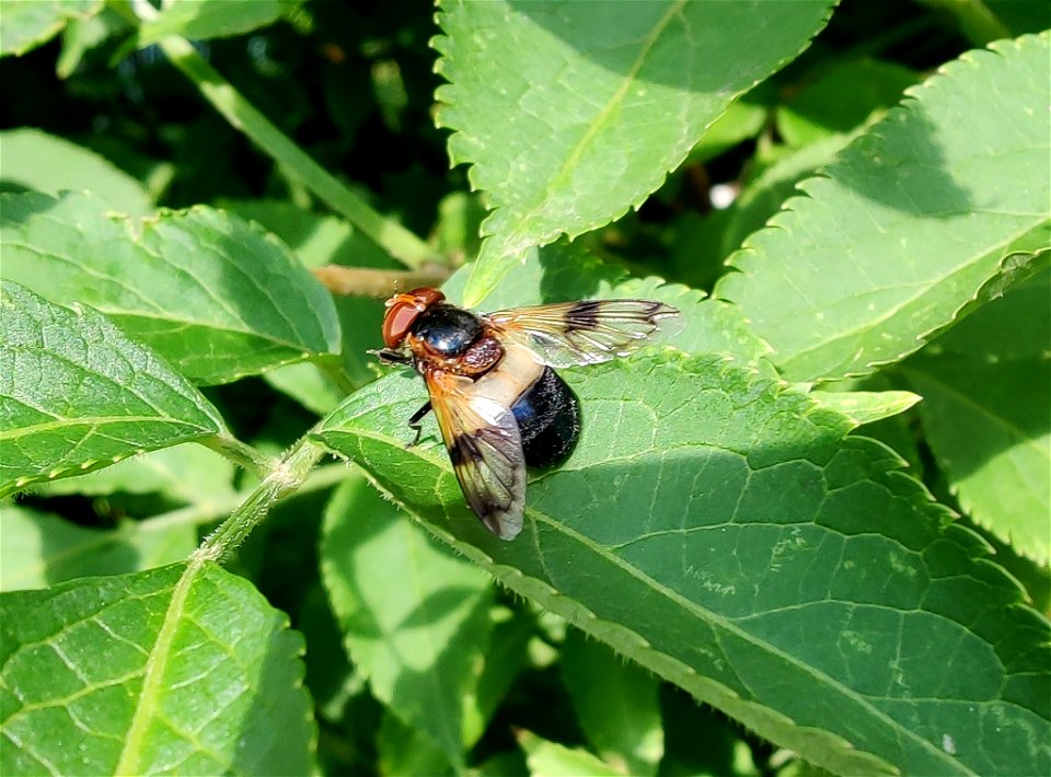 Pellucid Hover Fly (Volucella pellucens)