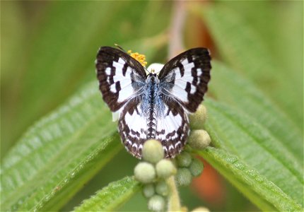 Castalius rosimon (Fabricius, 1775) – Common Pierrot