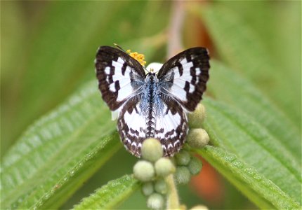 Castalius rosimon (Fabricius, 1775) – Common Pierrot photo