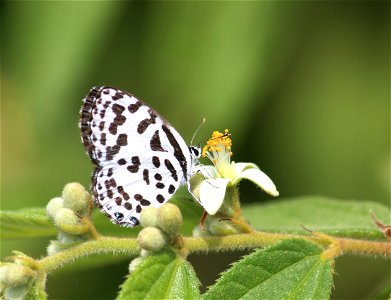 Castalius rosimon (Fabricius, 1775) – Common Pierrot