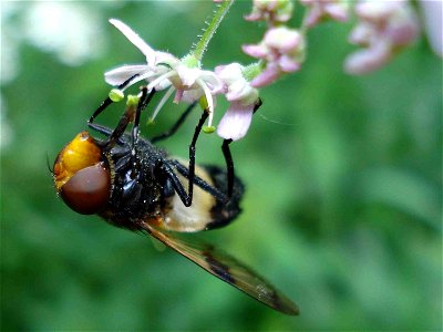 Gemeine Waldschwebfliege (Volucella pellucens)