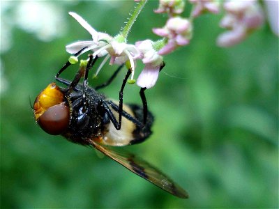 Gemeine Waldschwebfliege (Volucella pellucens) photo