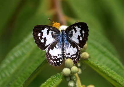 Castalius rosimon (Fabricius, 1775) – Common Pierrot