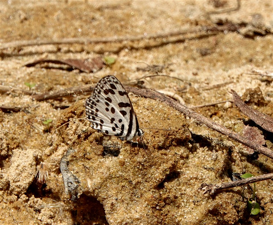 Dosdewa Forest Trail, 
Karimgnj Assam, India 

13-03-2020