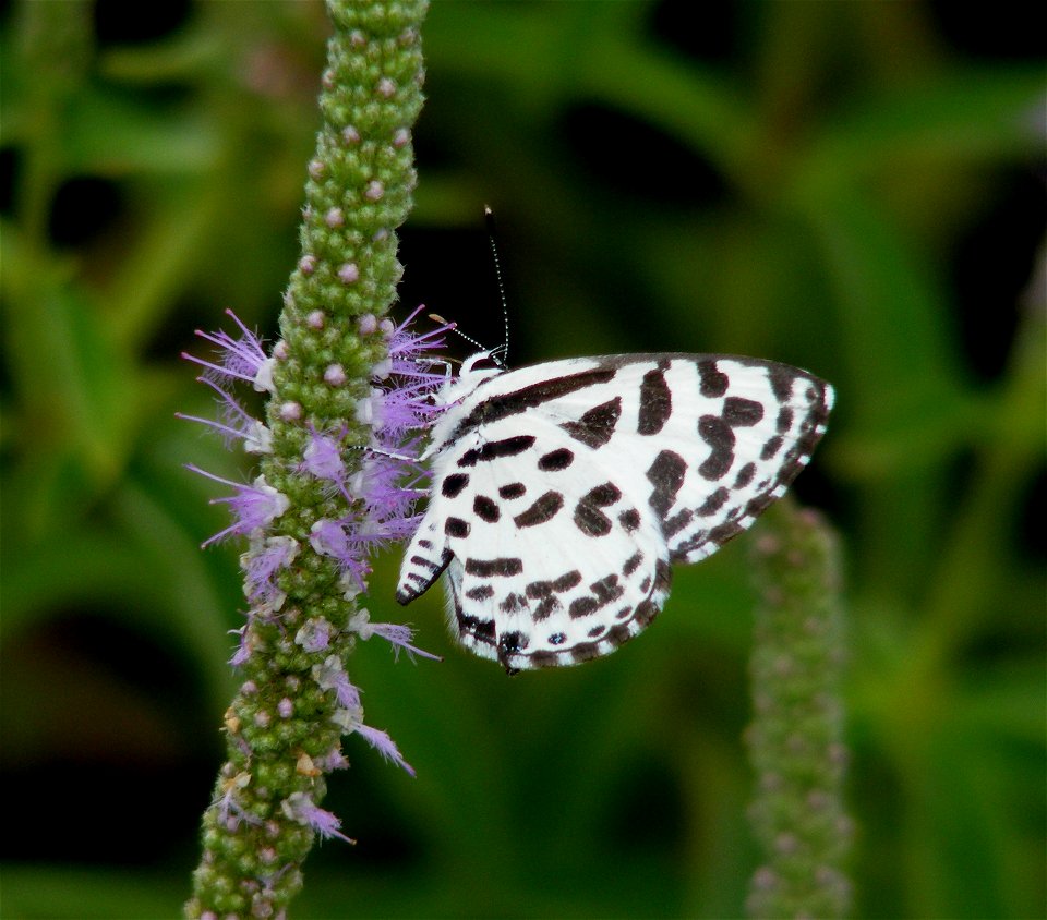 Common Pierrot_Castalius rosimon