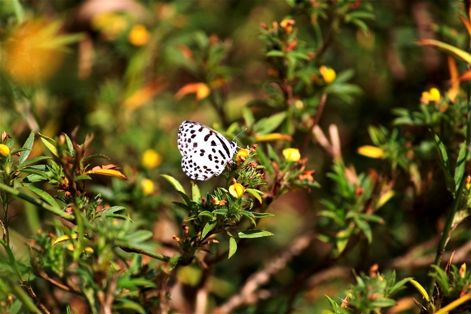 Common Pierrot (Castalius rosimon)
