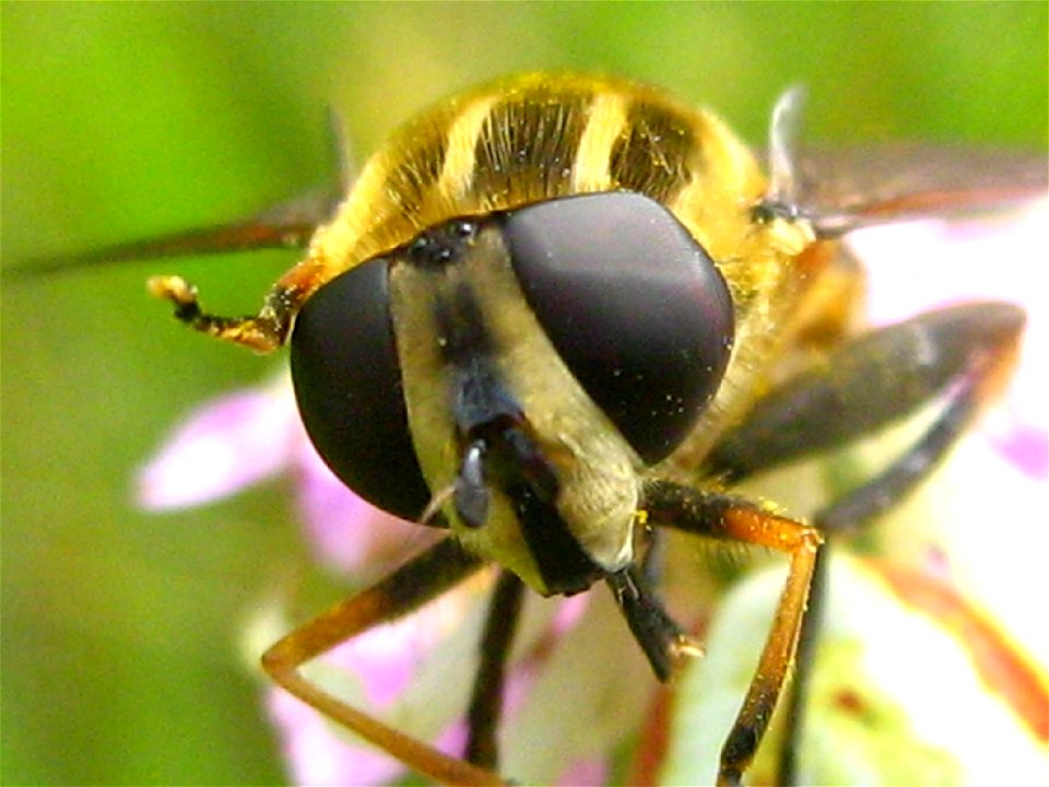 Die Gemeine Sumpfschwebfliege Helophilus pendulus, hier das gesicht einer bereits betäubten Beute der Krabbenspinne Misumena vatia.