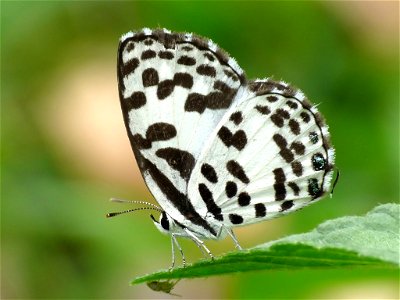 The Common Pierrot (Castalius rosimon) is a small butterfly found in India that belongs to the Lycaenidae or Blues family. Taken at Kadavoor, Kerala, India. photo