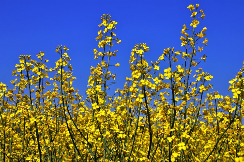 Plant season blue sky
