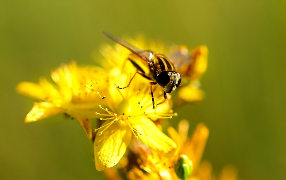 Bug perched on a yellow wildflower, Estonia