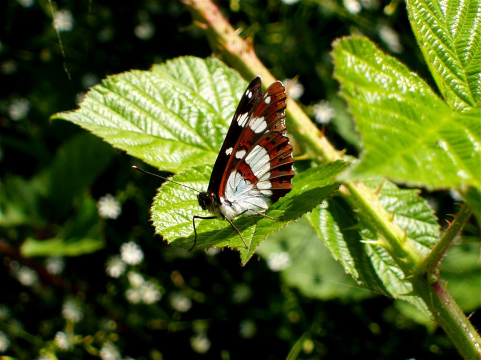 Lepidoptera - Nymphalidae - Limenitis camilla Limenitis reducta