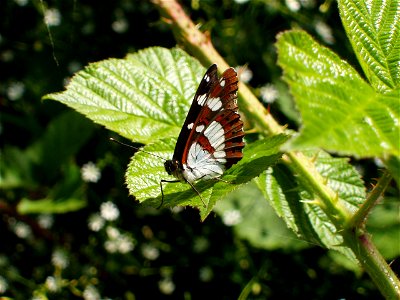 Lepidoptera - Nymphalidae - Limenitis camilla Limenitis reducta photo