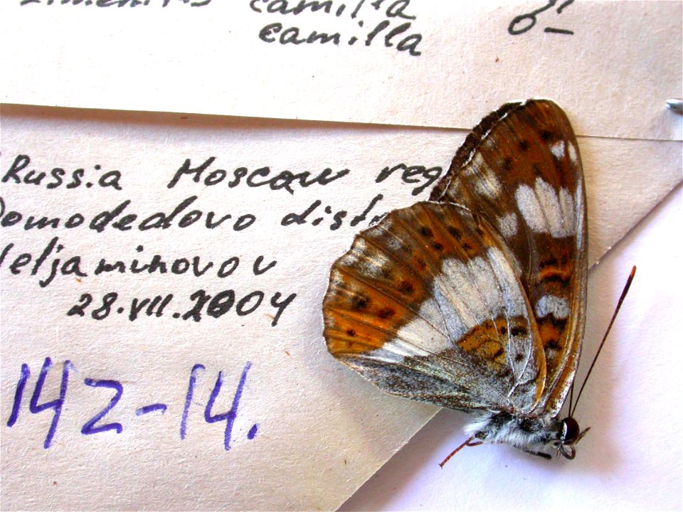 RUSSIA.  Moscow reg., Domodedovo distr., Valjaminovov,   Exemplar,  <a href="http://nymphalidae.utu.fi/story.php?code=NW142-14" rel="nofollow">see in our database</a>