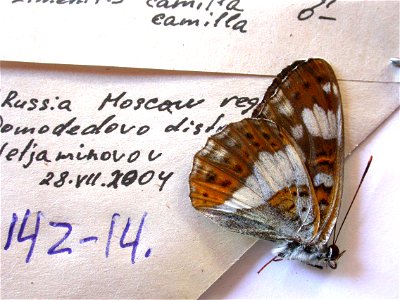 RUSSIA. Moscow reg., Domodedovo distr., Valjaminovov, Exemplar, <a href="http://nymphalidae.utu.fi/story.php?code=NW142-14" rel="nofollow">see in our database</a> photo