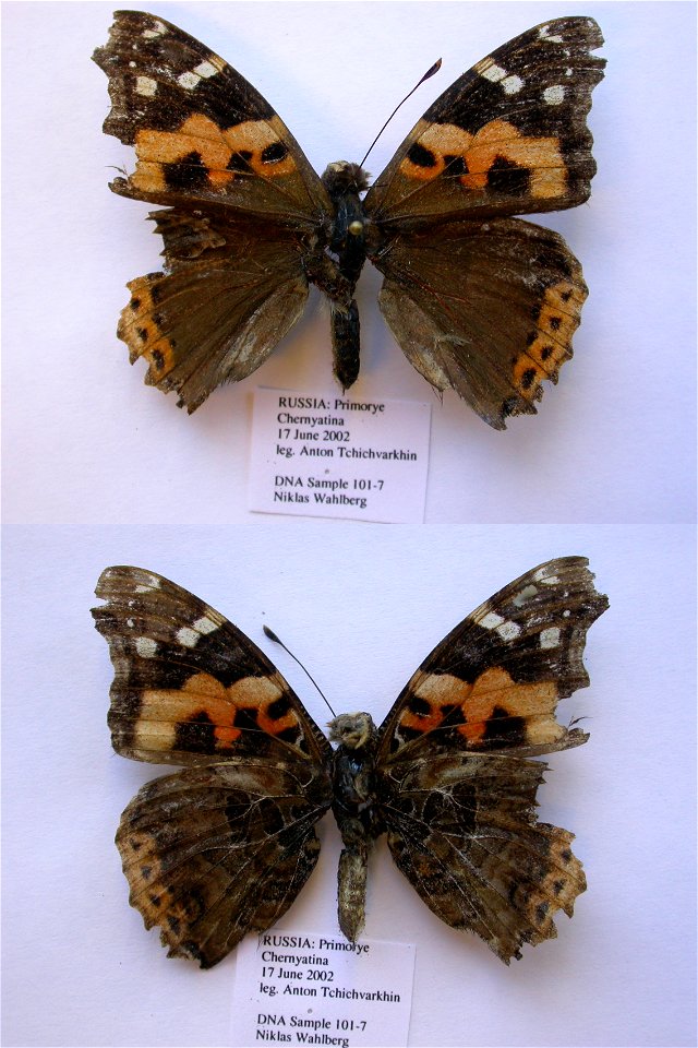 RUSSIA.   Primorye,  SystEnt 2011,   <a href="http://nymphalidae.utu.fi/story.php?code=NW101-7" rel="nofollow">see in our database</a>