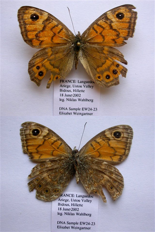 France.  Languedoc, Ariege 09, Ustou, Etang de la Hillette, 1800m,  Syst Ent 2006, ZJLS 2011,   <a href="http://nymphalidae.utu.fi/story.php?code=EW24-23" rel="nofollow">see in our database</