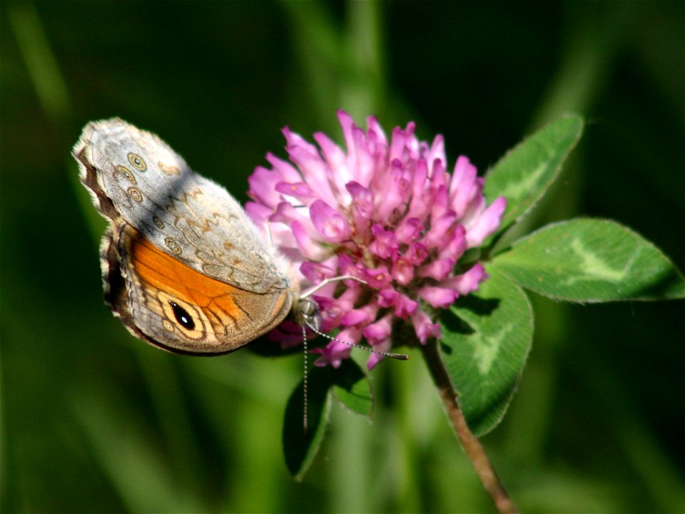 Lasiommata maera 2004