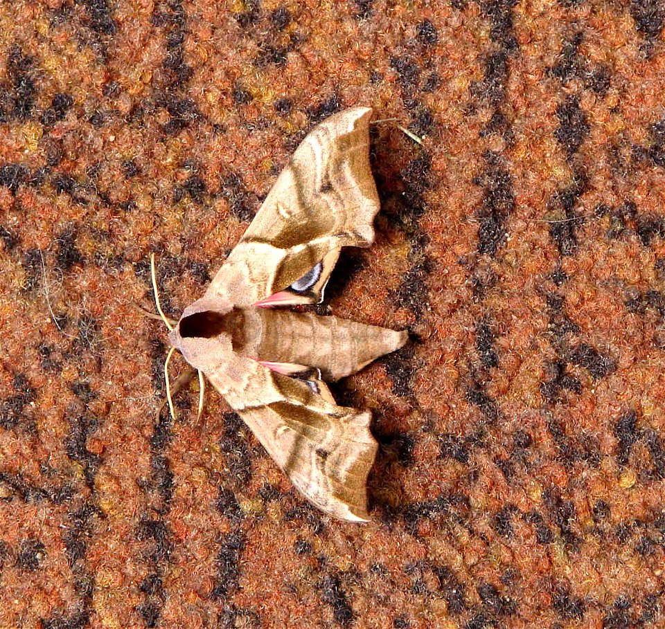 Smerinthus ocellata