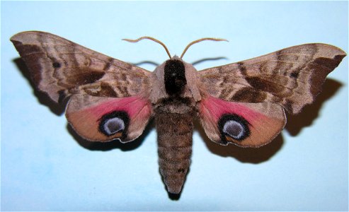 Smerinthus ocellatus