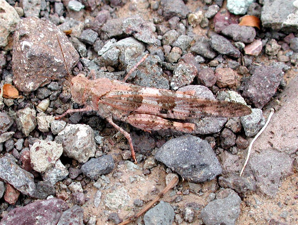 Pallid-winged Grasshopper. Maricopa Co., Arizona, USA
