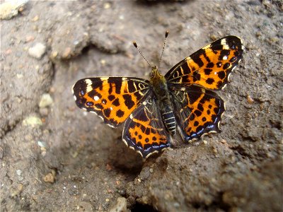 Motýl babočka síťkovaná - jarní forma Podkomorské lesy, Česká republika, jižní Morava photo