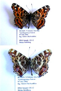 RUSSIA.   N Sikhote-Alin Mts, Vysokogarnaya Station,  PRS 2009, SystEnt 2011,  Exemplar,  <a href="http://nymphalidae.utu.fi/story.php?code=NW138-12" rel="nofollow">see in our database</a>