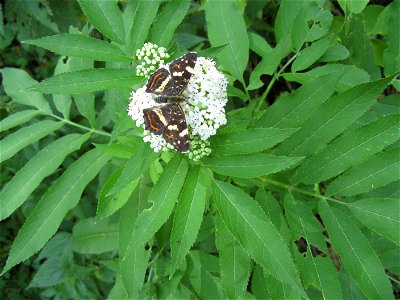 Araschnia levana