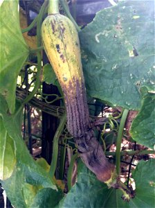 Host: Cucurbit | Pest (?): Poss. pickelworm (Diaphania nitidalis) | Photograph by Megan Manley