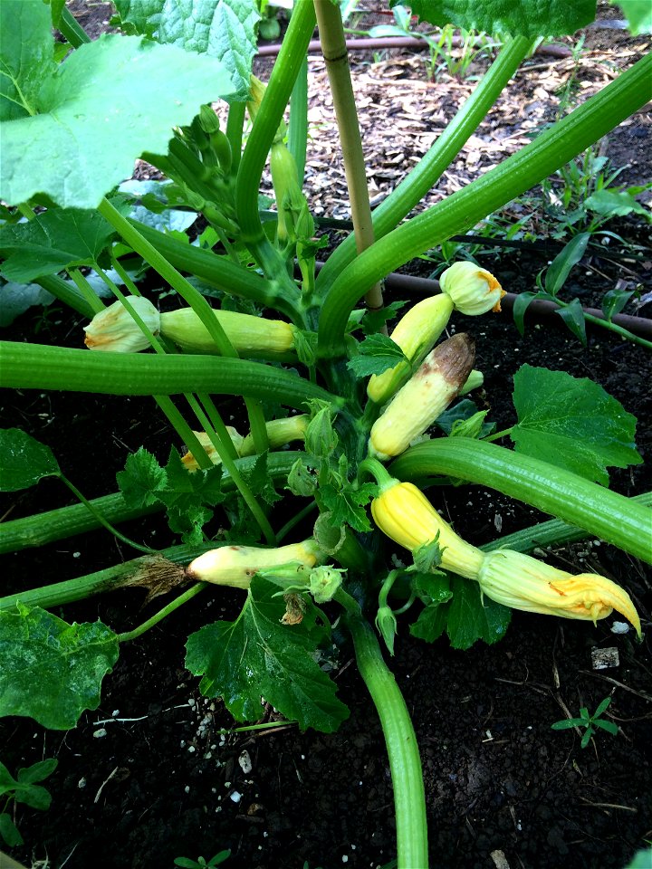 Summer squash: Prob. damage by the pickleworm (Diaphania nitidalis)