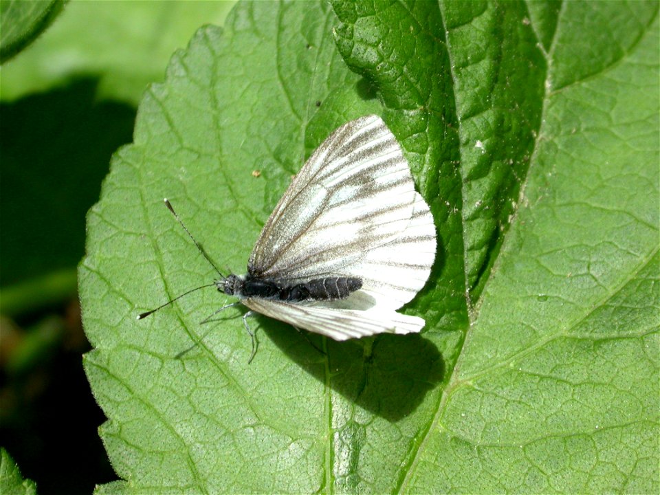 Artogeia napi (Pieridae). La Chaux-de-Fonds, Switzerland.