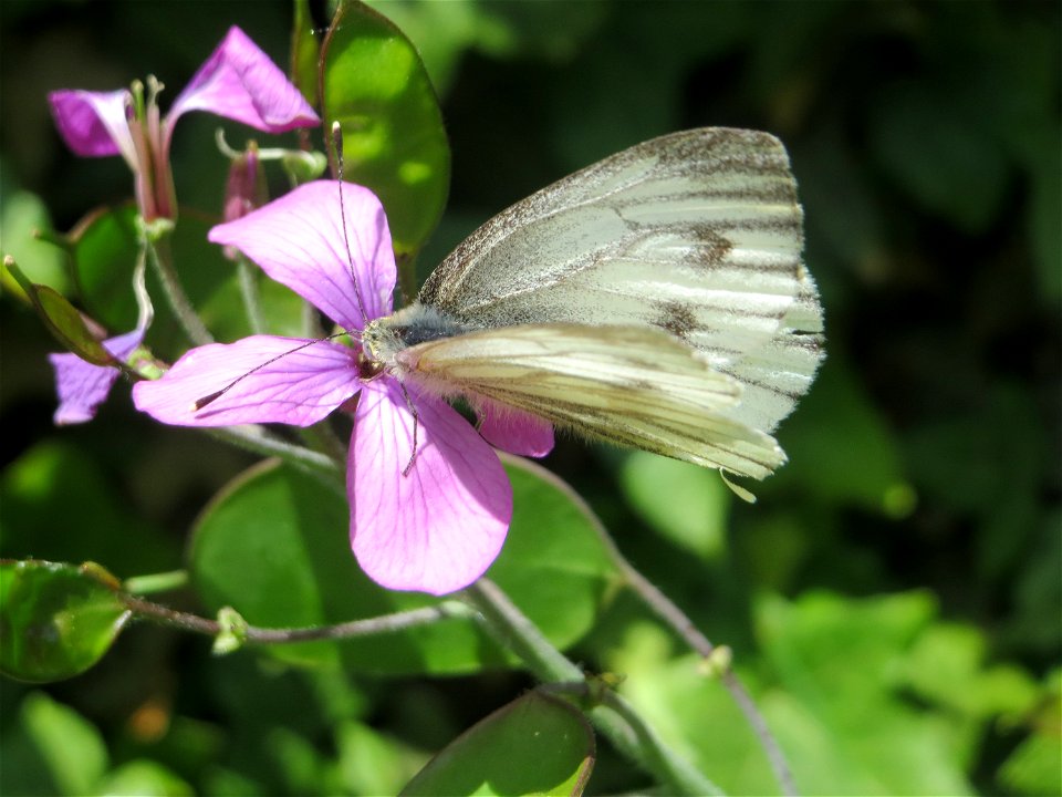 Rapsweißling (Pieris napi) am Einjährigen Silberblatt (Lunaria annua) in Saarbrücken