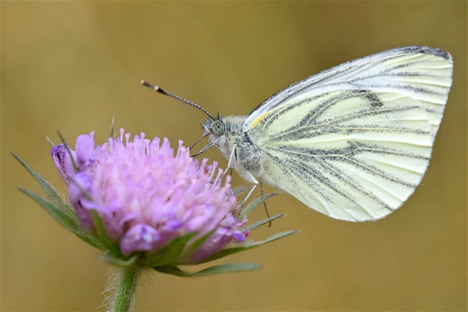 Green-veined white butterfly (Pieris napi) on scabious, East Yorkshire, UK.