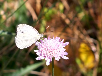 Papillon en Provence sur une Scabieuse Colombaire photo
