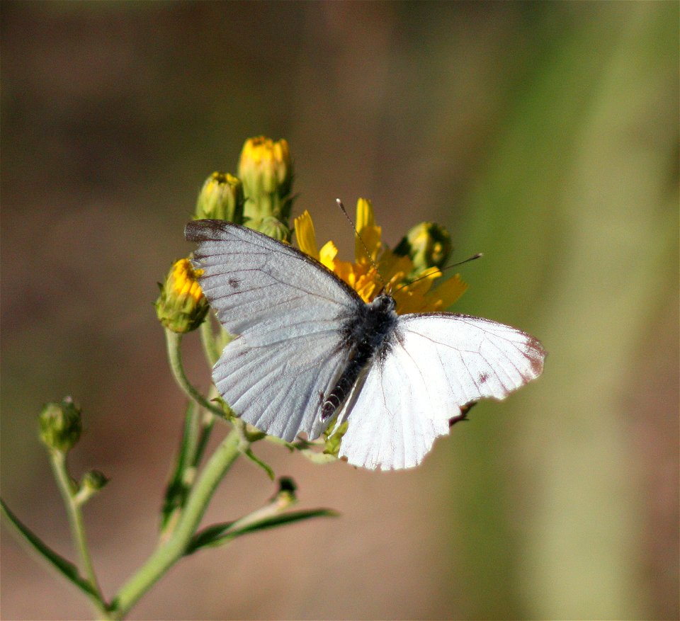 Green-veined White (Pieris napi) in Haukipudas, Finland.
