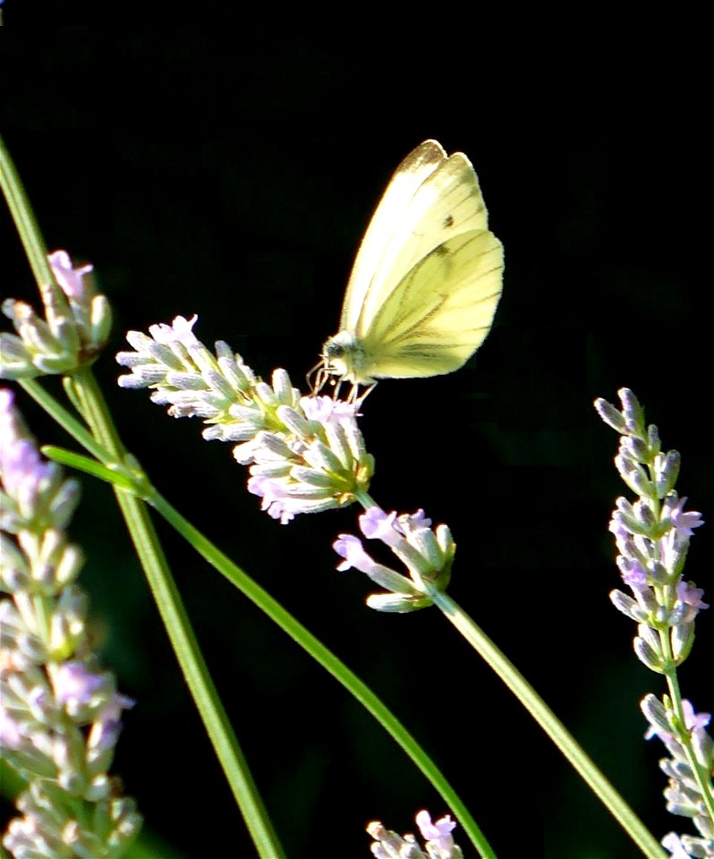 Schmetterling auf Lavendel