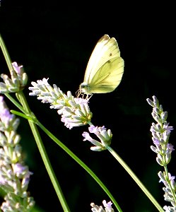 Schmetterling auf Lavendel photo