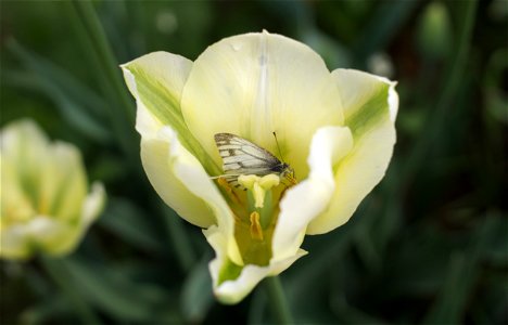 Cold, moist morning. en:Green-veined white butterfly resting inside the flower of a 'Spring Green' tulip. photo