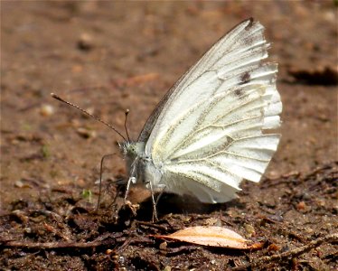 Pieris napi photo