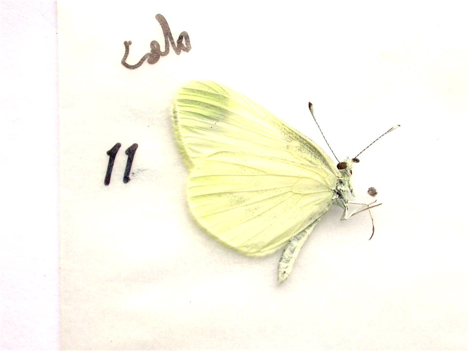 FRANCE.  Aude, Cabrespine,    <a href="http://nymphalidae.utu.fi/story.php?code=JM16-3" rel="nofollow">see in our database</a>