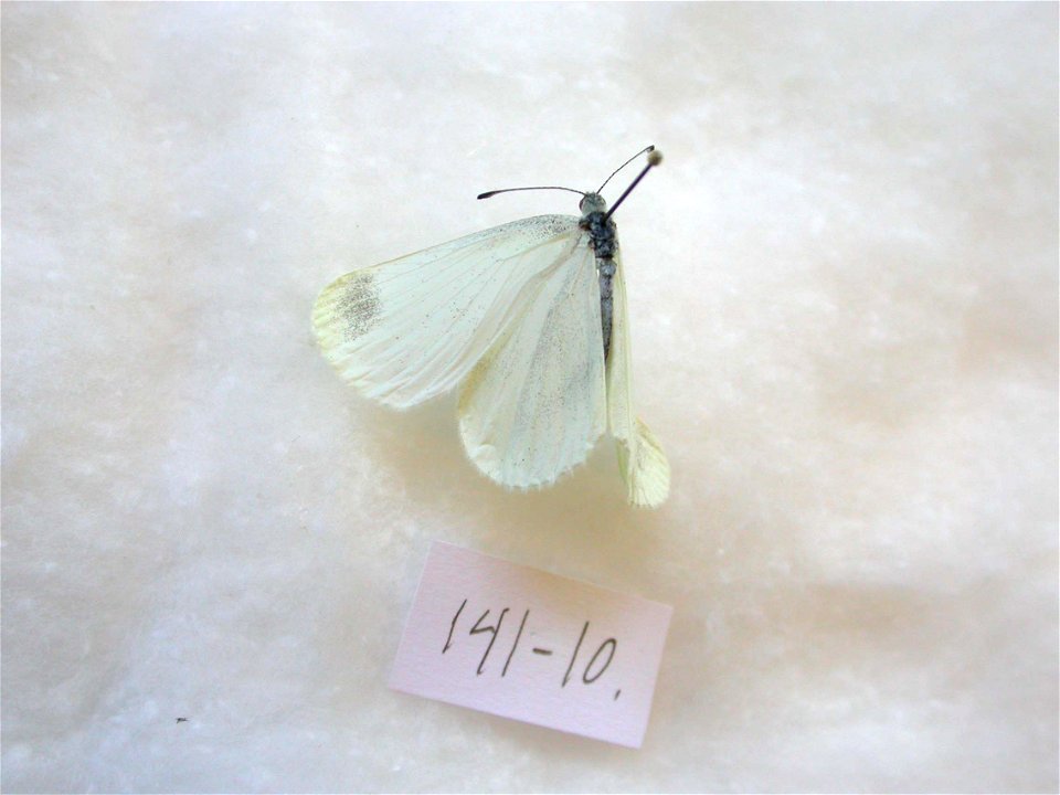 UKRAINE.   Ivano-Frankivsk Obl., 40 km E Ivano-Frankivsk,    <a href="http://nymphalidae.utu.fi/story.php?code=NW141-10" rel="nofollow">see in our database</a>