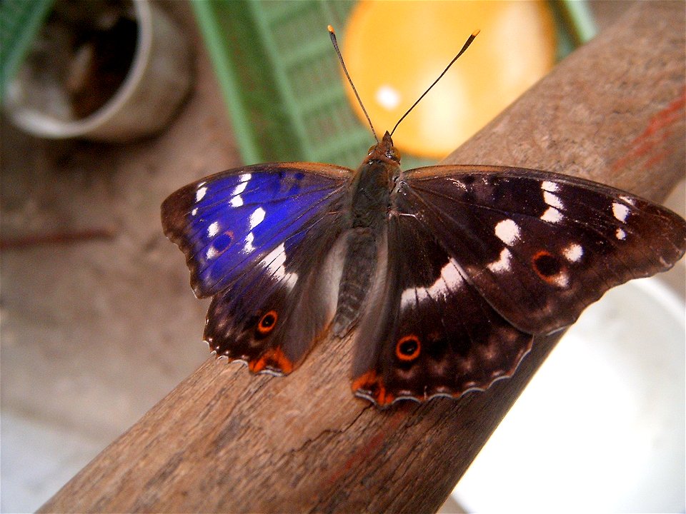 Lesser Purple Emperor (Apatura ilia), city Brno Komín, street Branka, 2006.7.2_