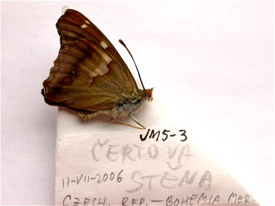 CZECH REPUBLIC. Certova Stena, Bohemia Mer., <a href="http://nymphalidae.utu.fi/story.php?code=JM5-3" rel="nofollow">see in our database</a> photo