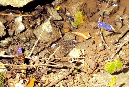 Motýli batolci červení napájející se z poroka Veverka v Podkomorských lesích. Česká republika, jižní Morava photo