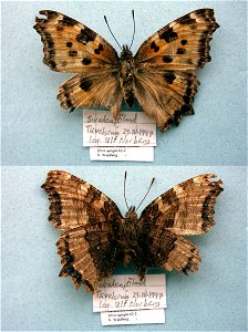 SWEDEN.  TÃ¤velsrum, Ã–land,  Cladistics 2003, BJLS 2005, Sys Bio 2008, BMC 2009, PRS 2009, SystEnt 2011, PRS 2012,  Phylogenomics, Exemplar, Lepidoptera,  <a href="http://nymphalidae.utu.fi/story.