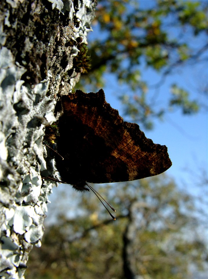Nymphalis polychloros (Nymphalidae). El Escorial, Madrid, España.