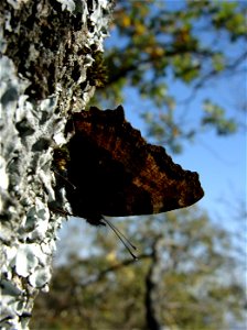 Nymphalis polychloros (Nymphalidae). El Escorial, Madrid, España.
