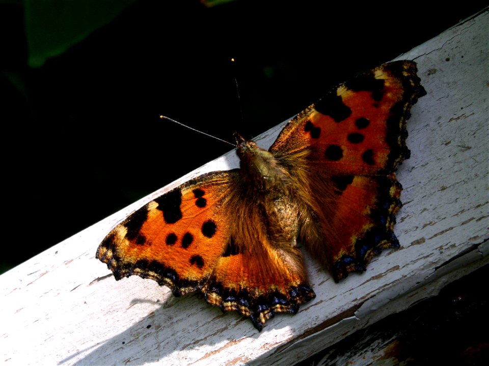 Nymphalis polychloros. Gärdslösa sn, Öland, Sweden