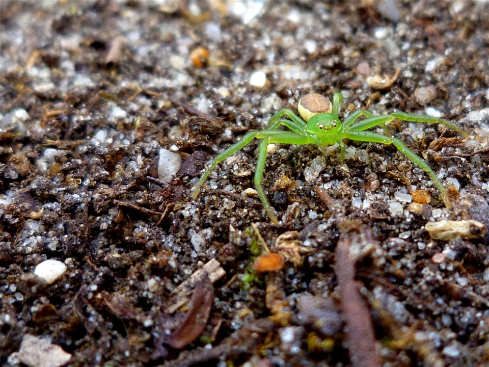 groene krabspin - Diaea dorsata