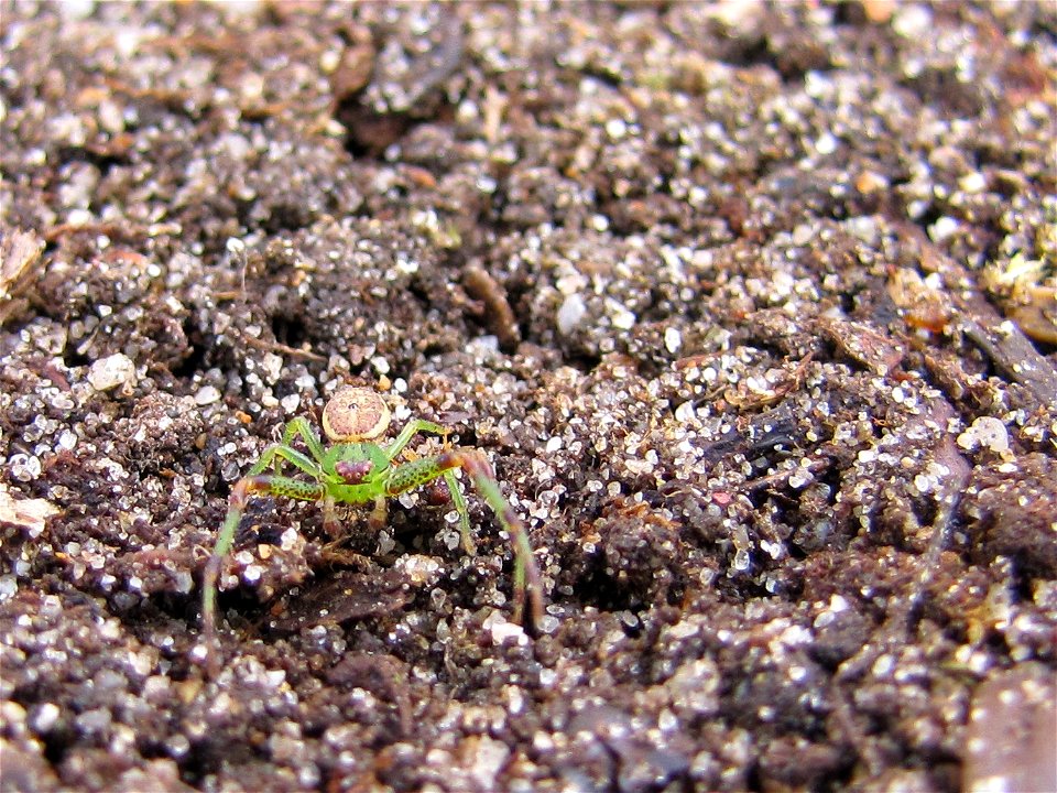 groene krabspin - Diaea dorsata